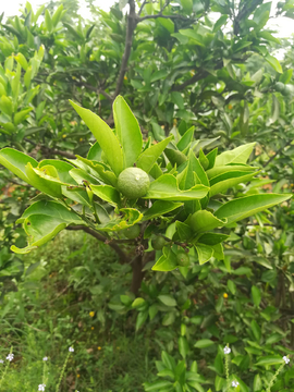 青橙 青橘