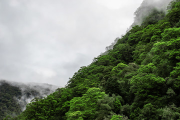 雨后森林