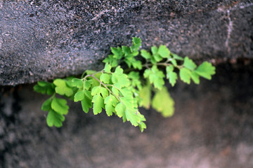 墙缝植物