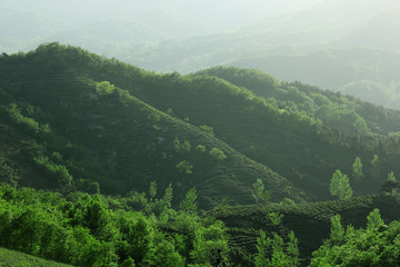 茶乡茶山