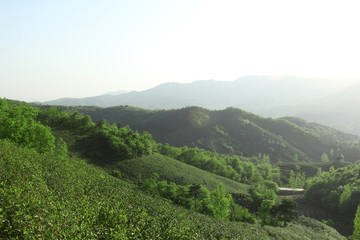 茶乡茶山