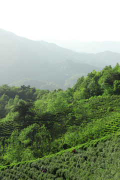 茶乡茶山