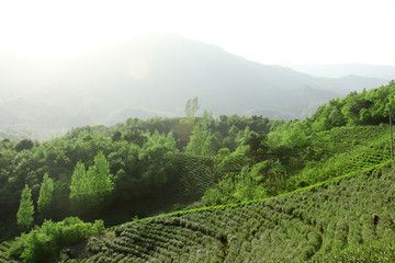 茶乡茶山