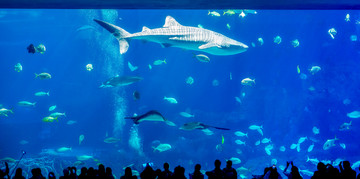 鲸鲨馆 深海鱼群
