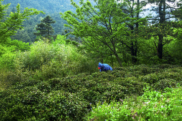 茶山茶园