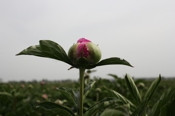 大芍药 红芍药花 蓓蕾 药材