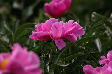 大芍药 红芍药花 蓓蕾 药材