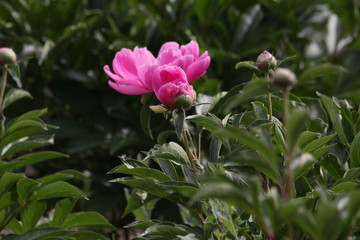 大芍药 红芍药花 蓓蕾 药材