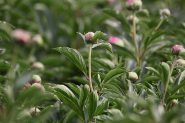 大芍药 红芍药花 蓓蕾 药材