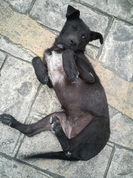 躺在地上的大黑狗