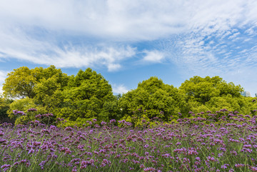 马鞭草 自然风景