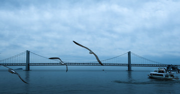 海鸥 跨海大桥 游船
