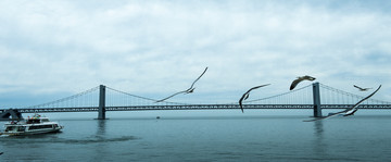 海鸥 跨海大桥 游船