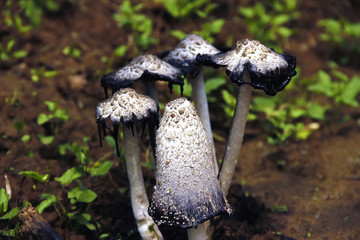 蘑菇 野生鸡腿菇