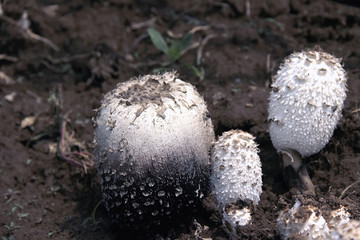 野生鸡腿菇