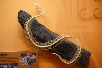 4000万像素 蟒蛇骨骼化石