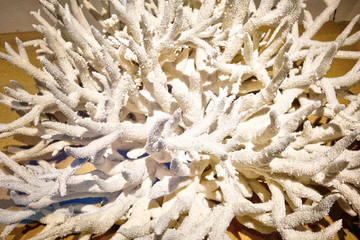 4000万像素 白珊瑚
