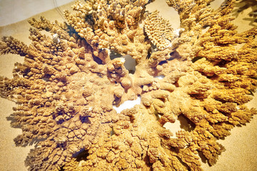 4000万像素 珊瑚