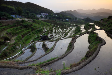 梯田蕲春