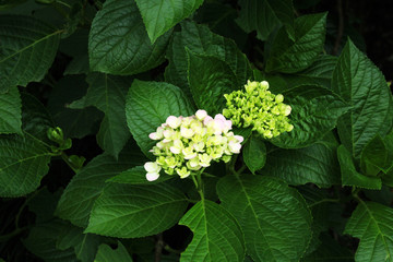 玫瑰花
