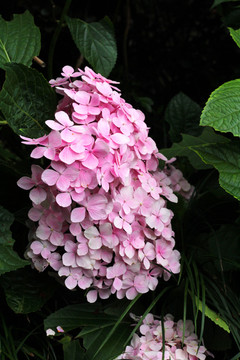 玫瑰花