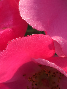 花瓣