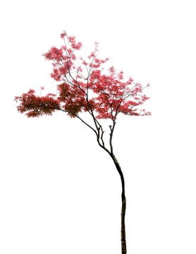 一棵红枫树