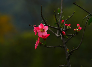 贴梗海棠