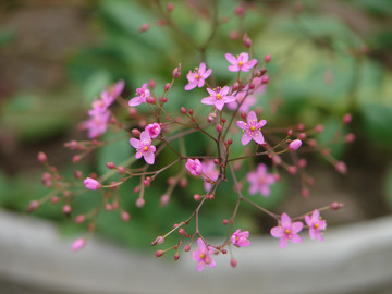 土人参圆锥花序