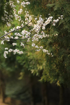 绿树红花