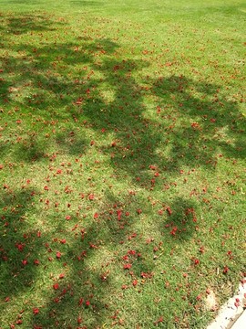 花瓣草地