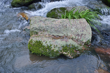 溪流 石头 小溪中的石头 青苔