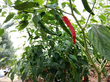 辣椒种植园