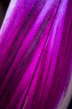 紫叶脉络