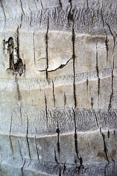 椰子树树皮