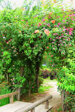 景观园林 月季花拱门 绿植门