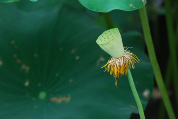 荷花