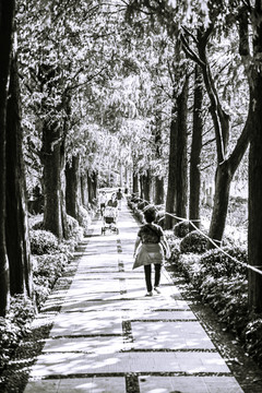 公园小路