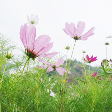 格桑花