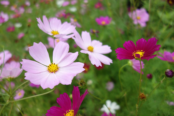 格桑花