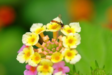 采蜜的蜂