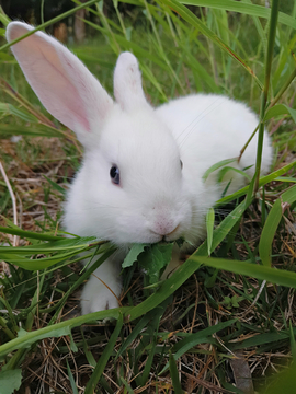 草丛中的小白兔