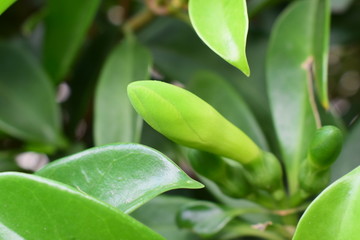 灰莉植物非洲茉莉常青常绿植物