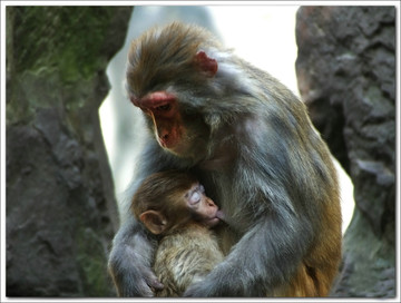 母亲的爱 金线猴