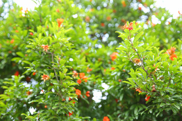 石榴树 石榴花 树叶 花朵