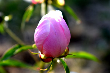 粉色花苞