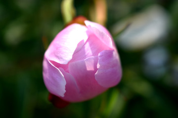 粉色芍药花