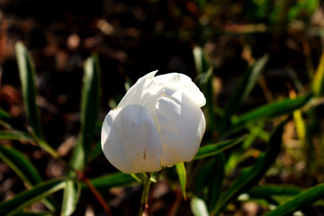 芍药花