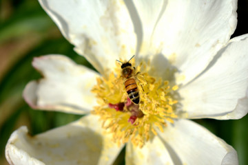花蕊蜜蜂