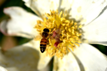 花蕊与蜜蜂